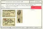 Karteikarte zum Holotyp von Cristellaria minima Karrer, 1865